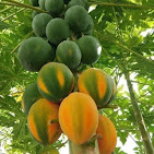 How to Grow Papaya Tree at Home: 5 Secrets for Heavy Fruiting